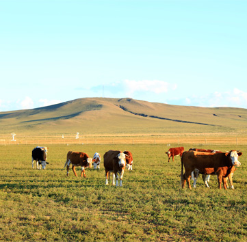 Farm-and-Ranch-Insurance